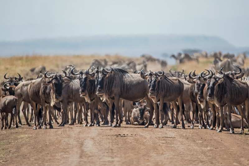 A wildebeest herd standing across a dirt track, the rest of the herd stretching away behind
