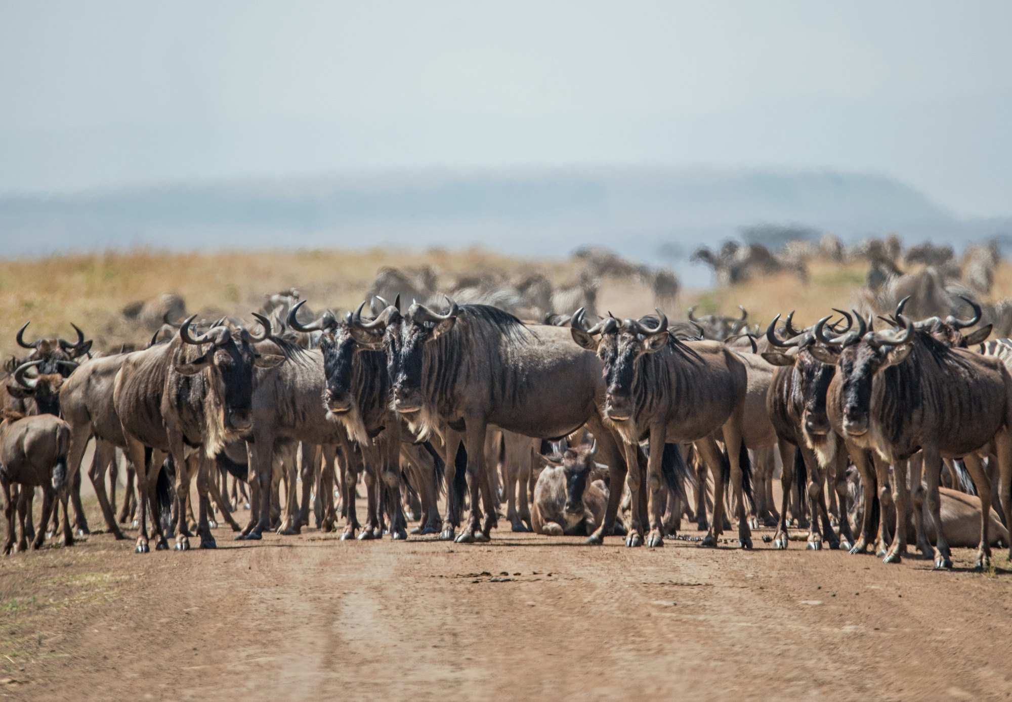 A wildebeest herd standing across a dirt track, the rest of the herd stretching away behind