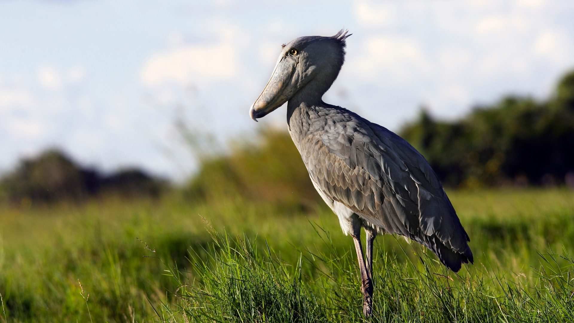 A shoebill standing on the edge of a Mabamba swamp channel