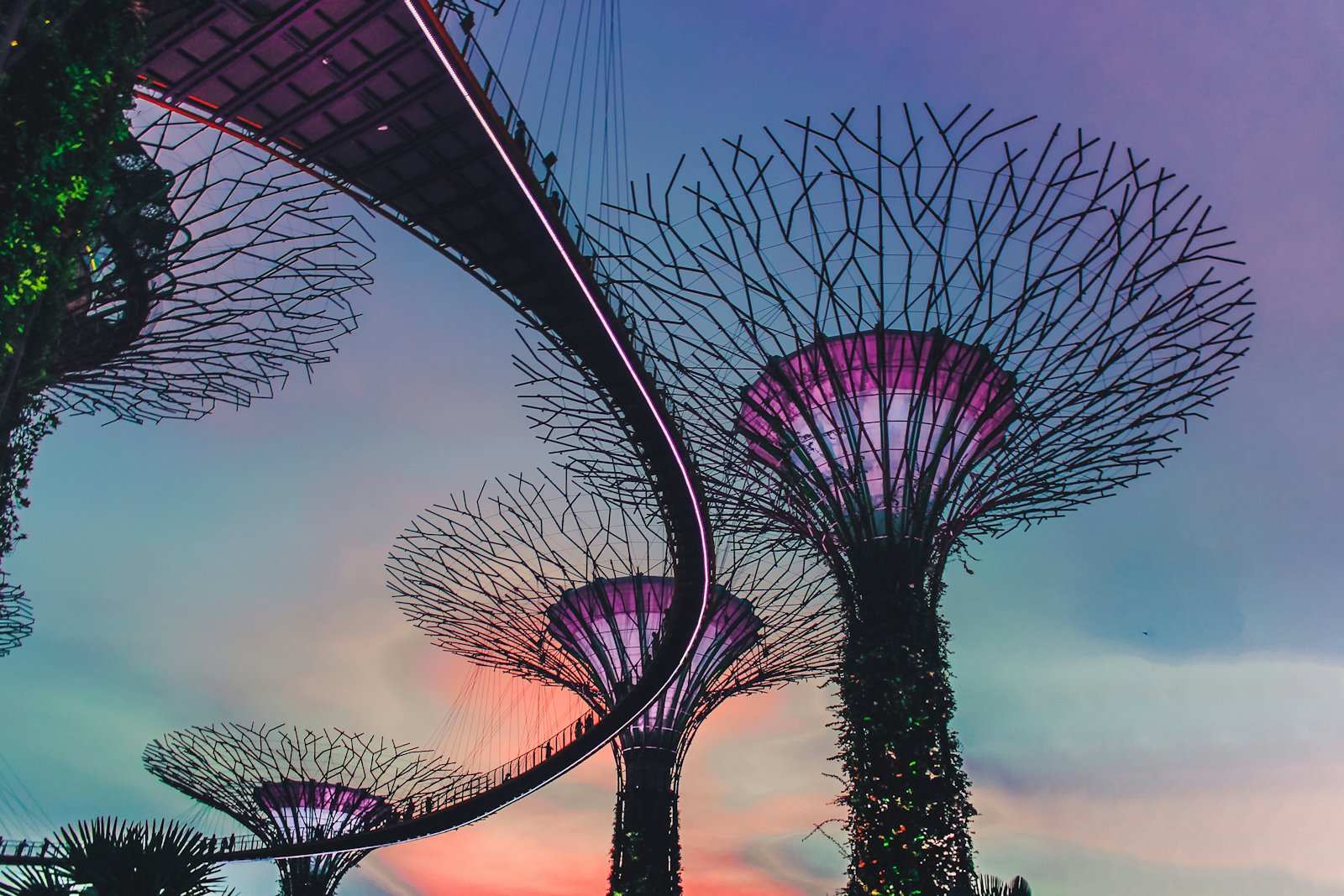 Supertrees and the curving raised skyway at Gardens by the Bay, lit violet against a sunset sky