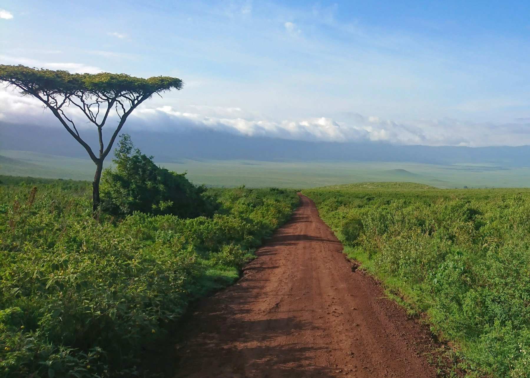 A flat-topped acacia beside a red earth track on the Ngorongoro Crater rim, the crater floor beyond