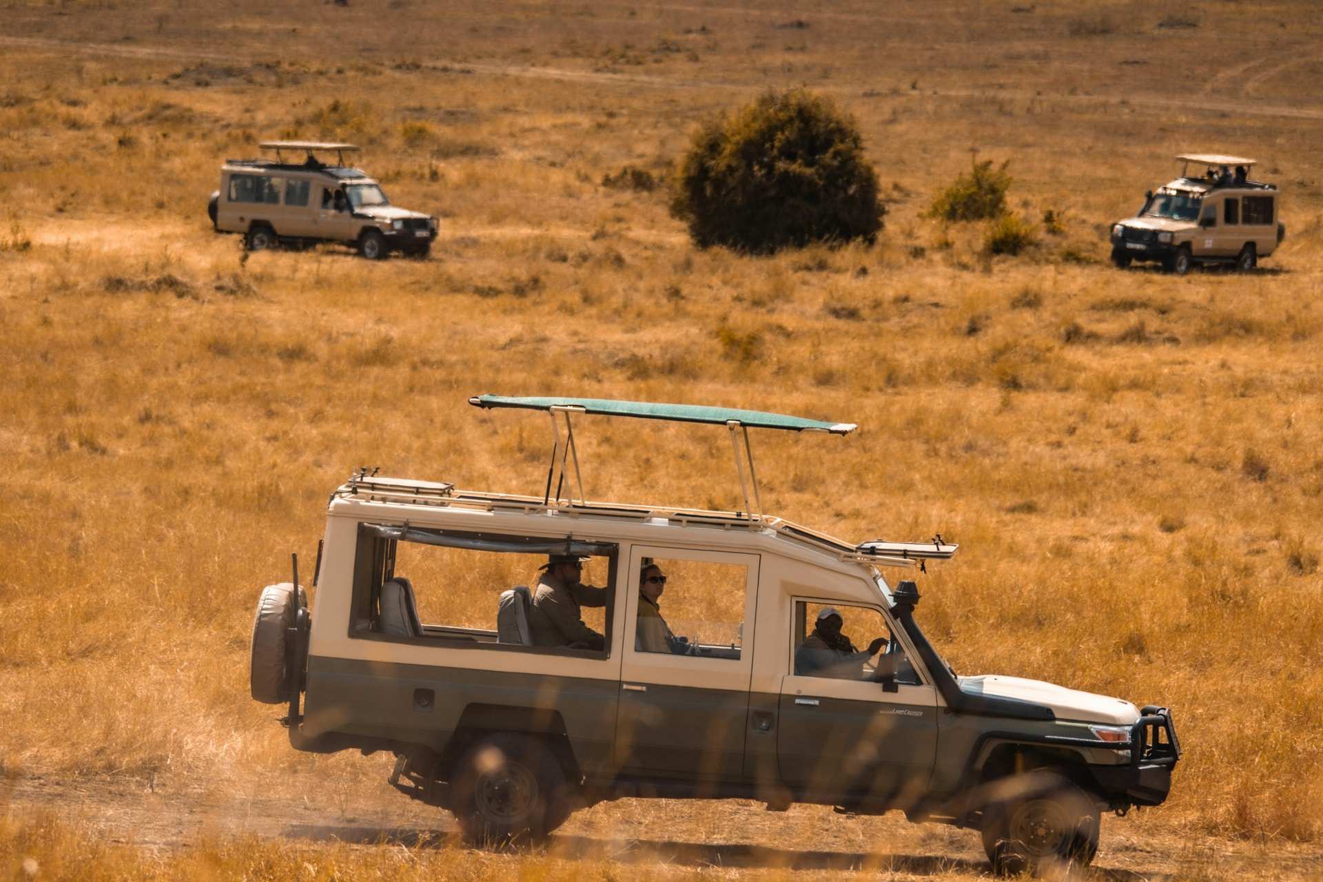 A pop-top Land Cruiser with passengers drives through golden grass in the Serengeti, two more safari vehicles behind it