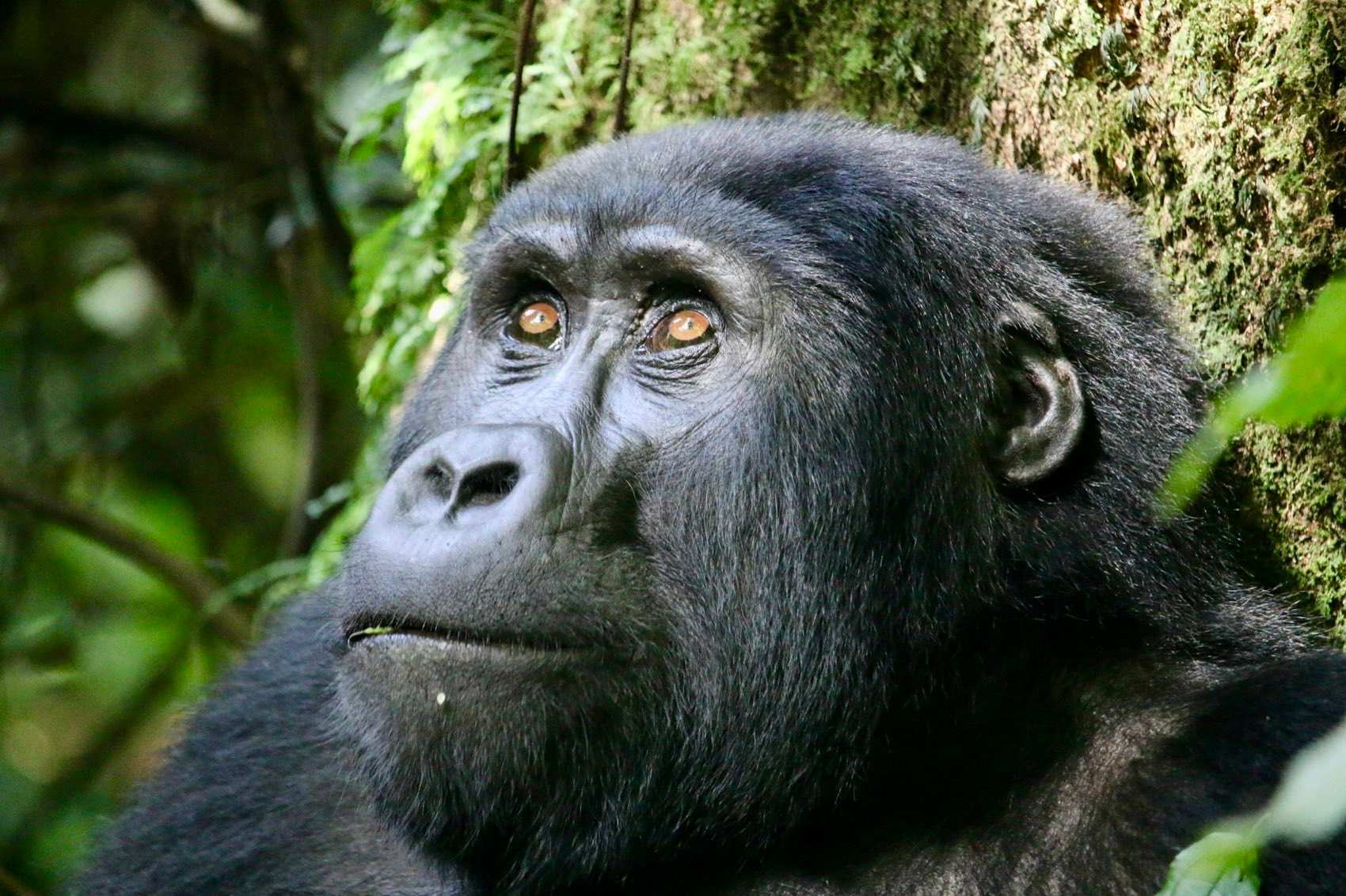 Mountain gorilla looking up from the forest floor in Bwindi, a moss-covered trunk behind