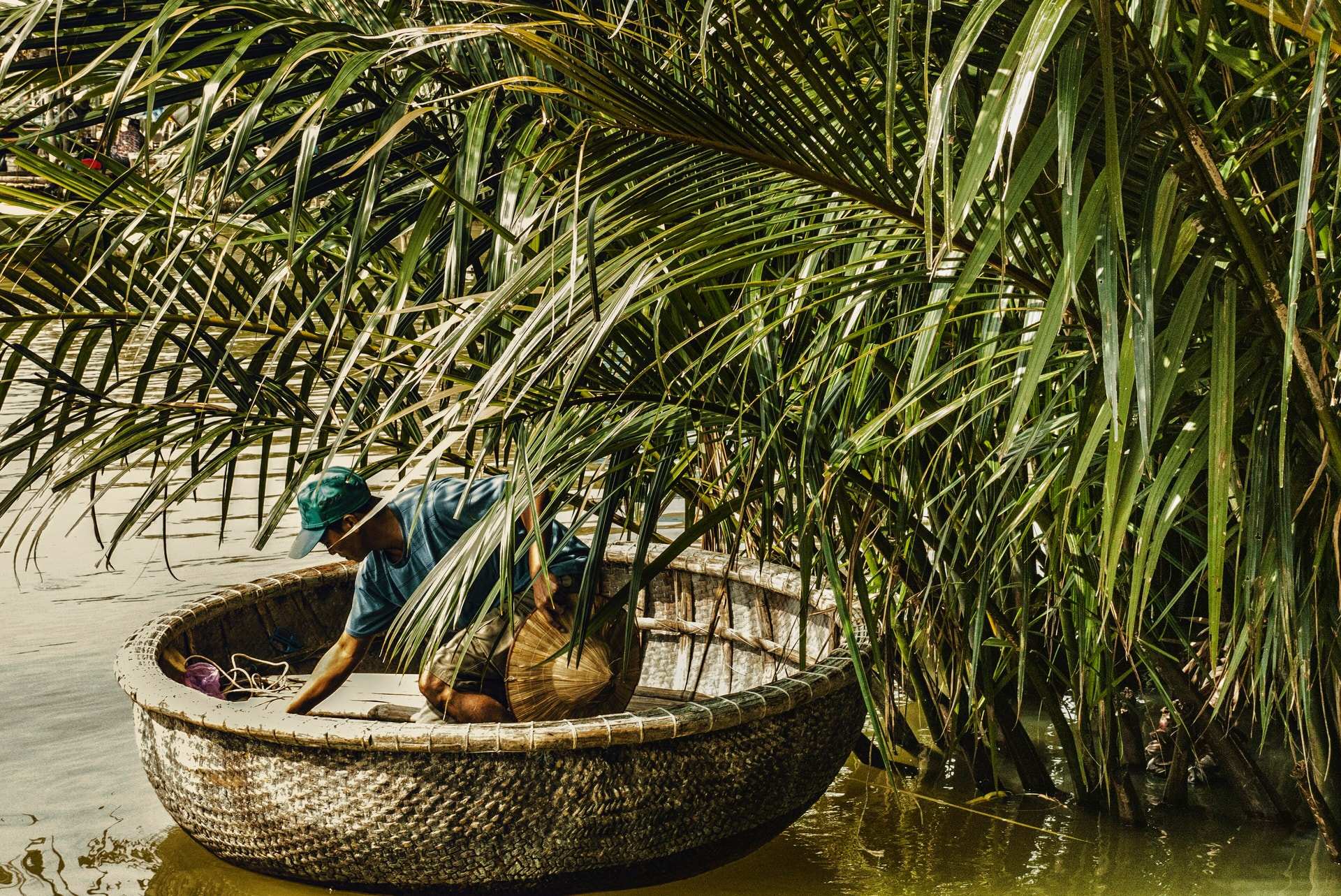 A fisherman in a round basket boat among the water-coconut palms at Cam Thanh, outside Hoi An