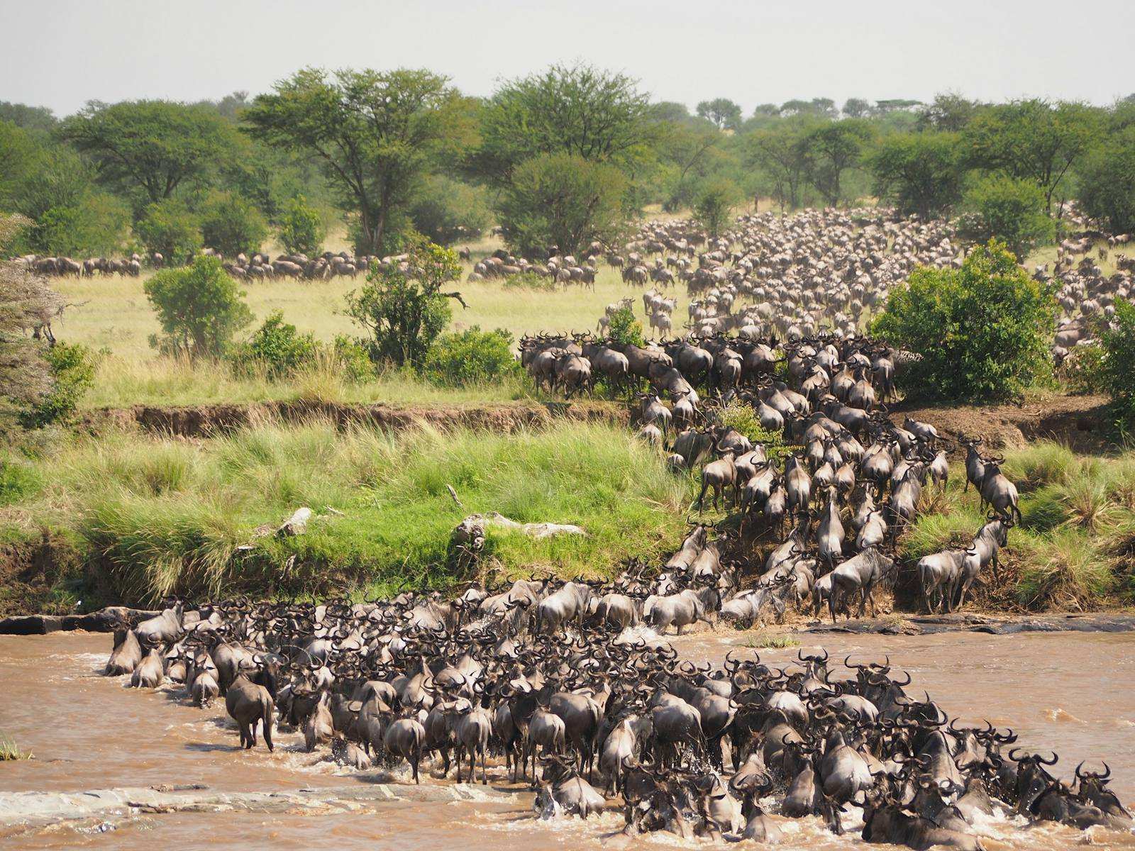 A column of wildebeest wading a wide muddy river, thousands more massed on the far bank waiting to follow