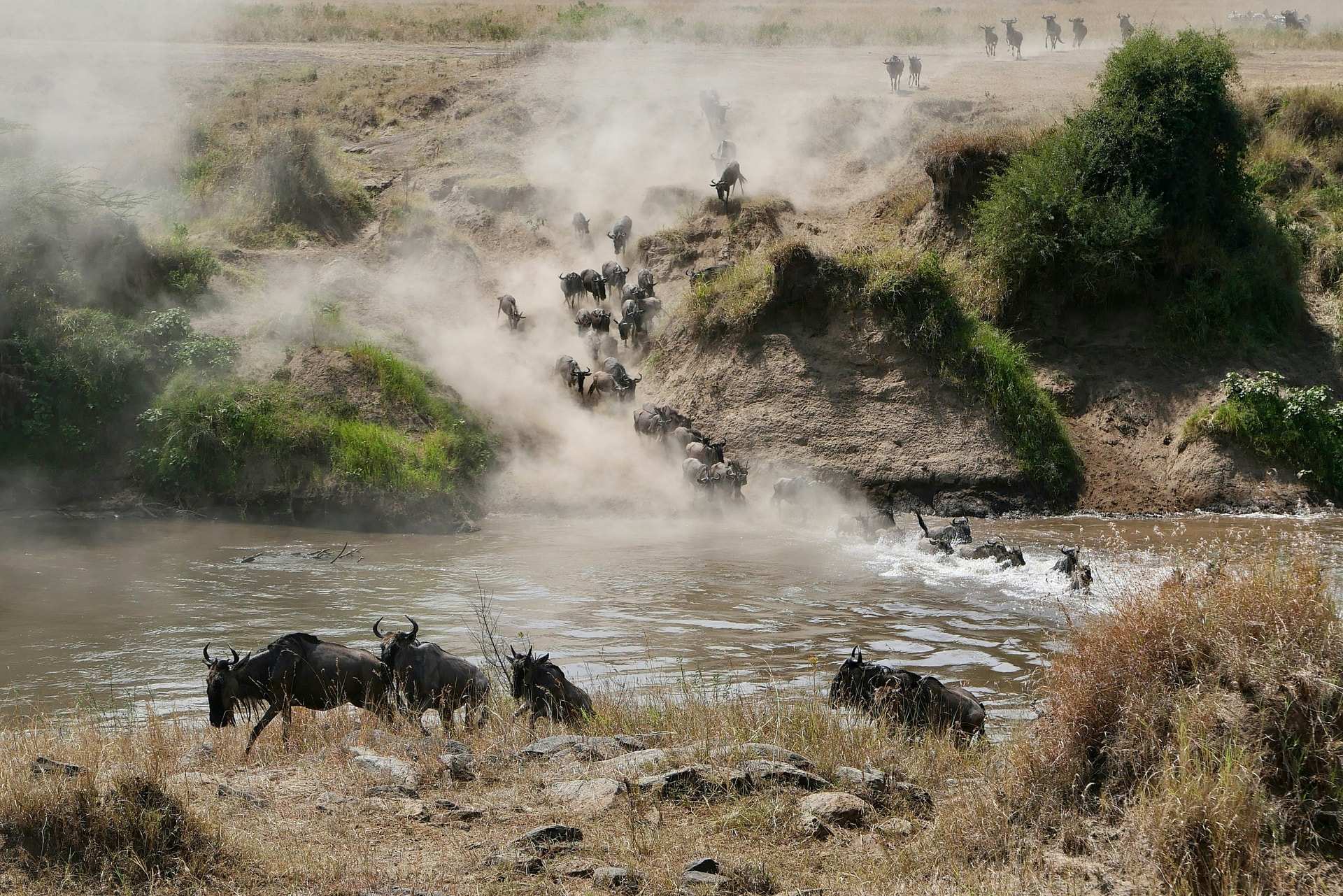 Wildebeest run down a dusty bank and cross a river in the Masai Mara