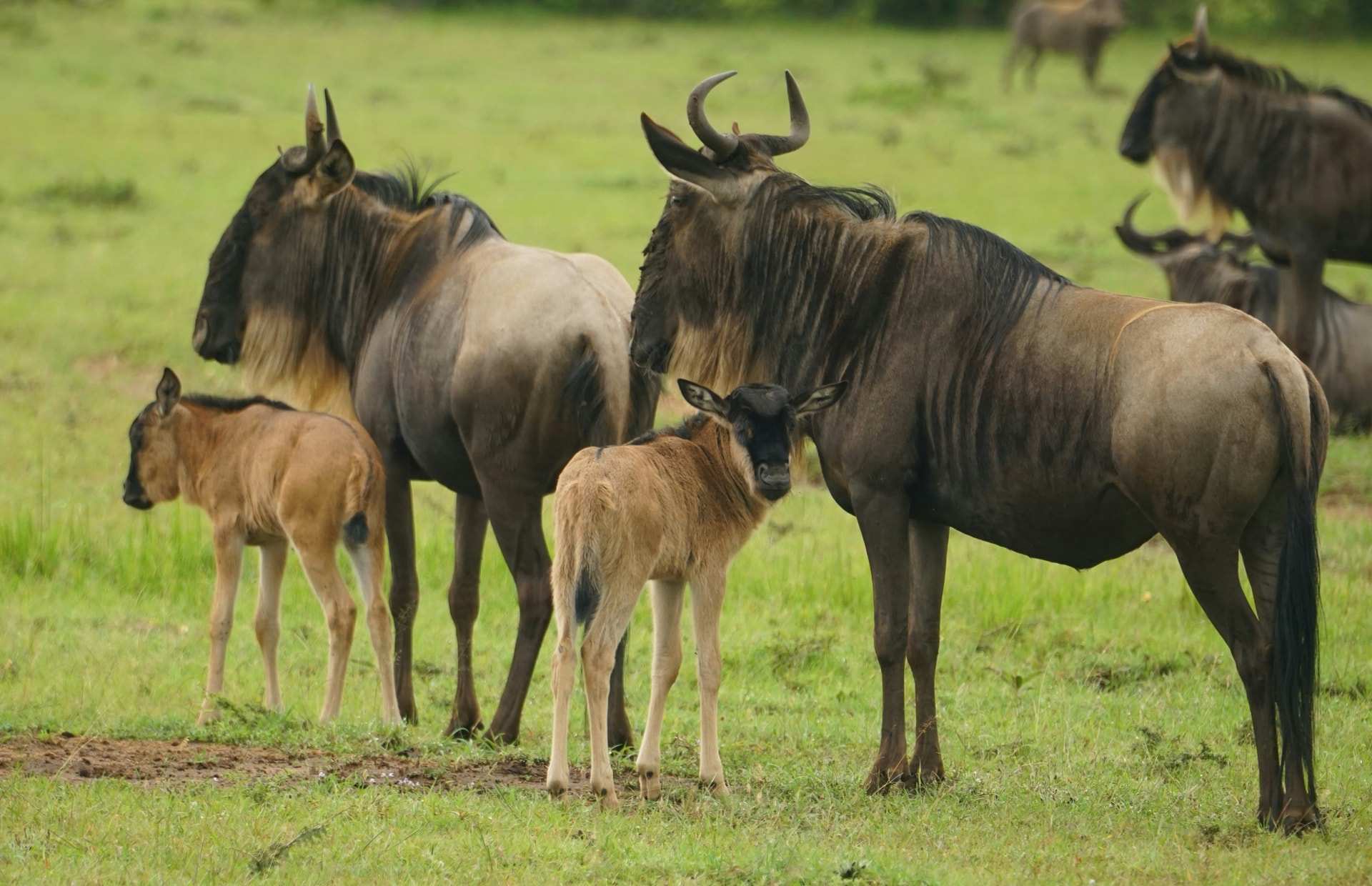 Two young wildebeest calves stand beside adult wildebeest on short green grass