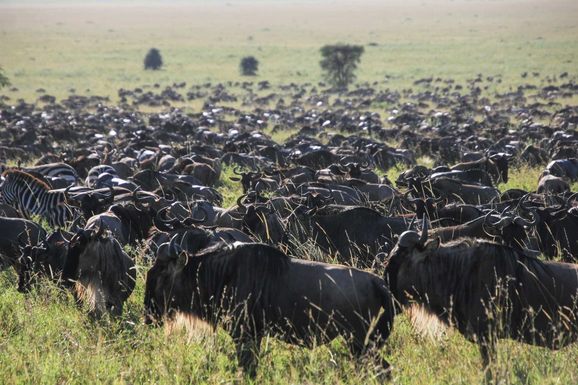 A dense herd of wildebeest grazing across the Serengeti plains, with a few zebras among them