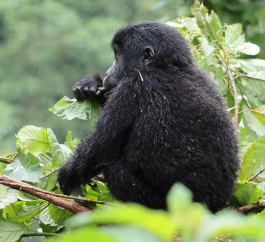 Gorilla_Trekking2