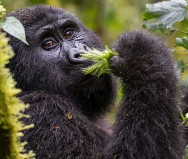Gorilla_Trekking6