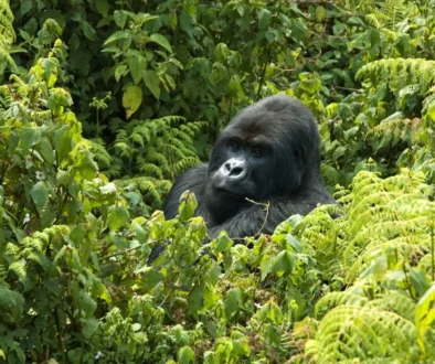 Gorilla_Trekking7