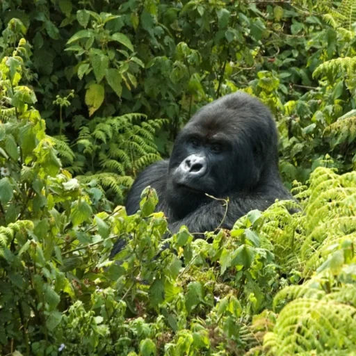 Gorilla_Trekking7