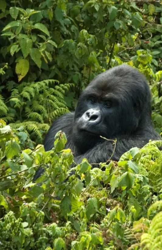 Gorilla_Trekking7