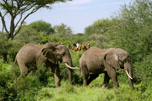 Kenya_Amboseli_Oldonyo_Horseback_safari6