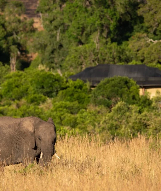 Kenya_Elewana_Sand_River_Masai_Mara_exterior_view_of_tents