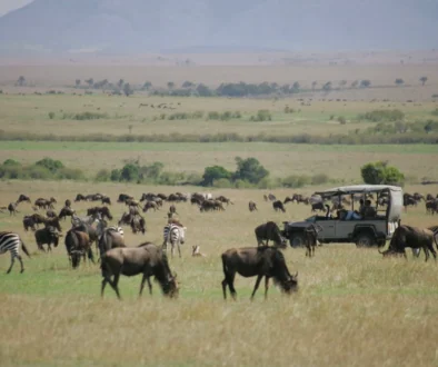 Kenya_Saruni_Mara_Game-driving-through-the-Migration