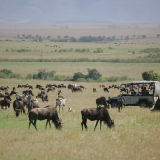 Kenya_Saruni_Mara_Game-driving-through-the-Migration