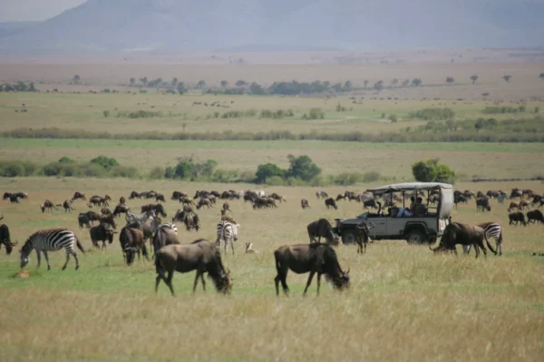 Kenya_Saruni_Mara_Game-driving-through-the-Migration
