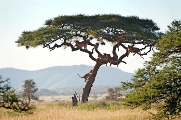 Tanzania’s_Serengeti_plains_lions