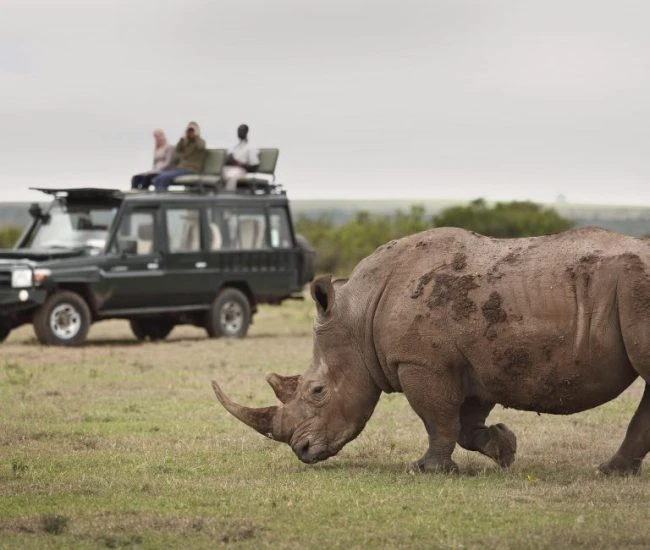 KE_Bush_Beach_Itin_Large White Rhino