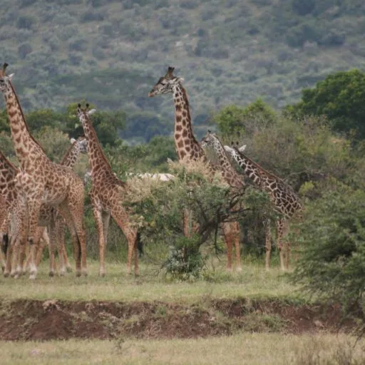 KE_Out_of_Africa_Itin_A_tower_of_giraffe_in_the_Masai_Mara