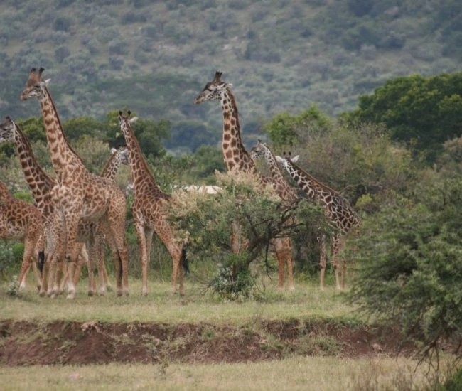 KE_Out_of_Africa_Itin_A_tower_of_giraffe_in_the_Masai_Mara