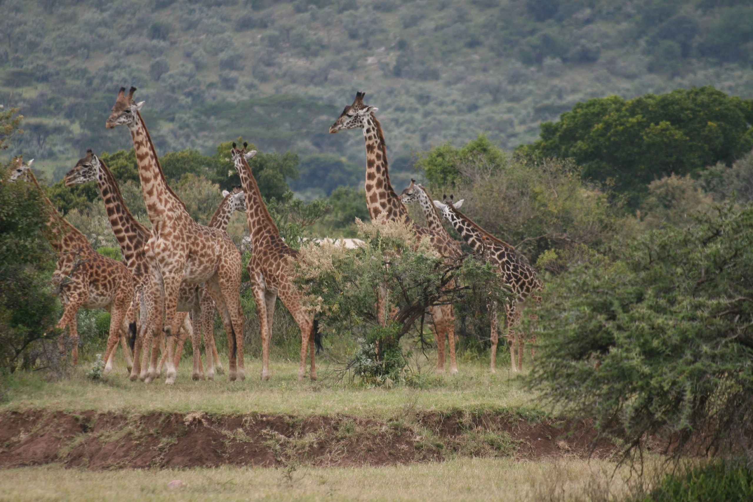 KE_Out_of_Africa_Itin_A_tower_of_giraffe_in_the_Masai_Mara