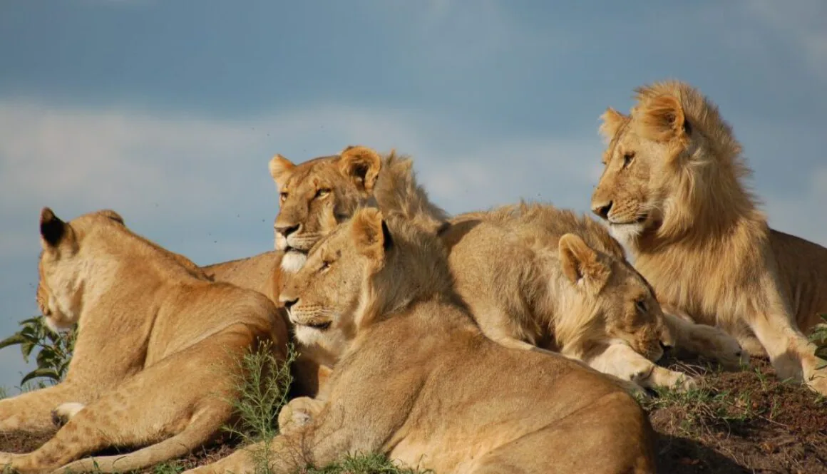 KE_Sky_Safari_East_Africa_Itin_Mara_Lions