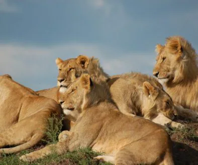 KE_Sky_Safari_East_Africa_Itin_Mara_Lions