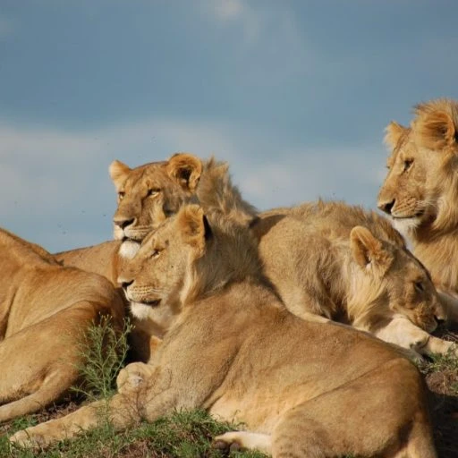 KE_Sky_Safari_East_Africa_Itin_Mara_Lions