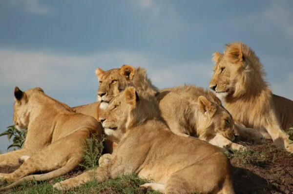 KE_Sky_Safari_East_Africa_Itin_Mara_Lions