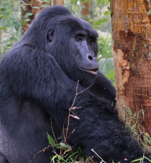 Rwanda_Uganda_4_Days_Gorilla_Trekking