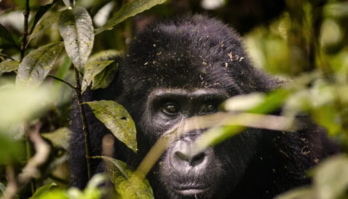 Uganda_Santuary_gorilla_trekking