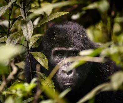 Uganda_Santuary_gorilla_trekking