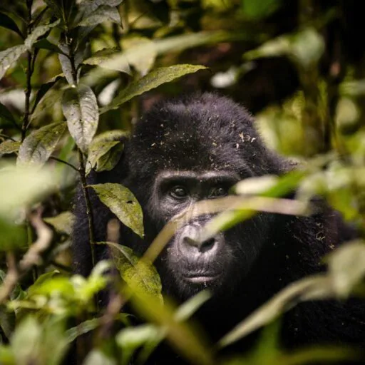 Uganda_Santuary_gorilla_trekking