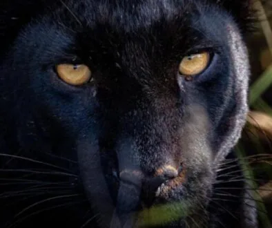 Laikipia_Giza_Mrembo