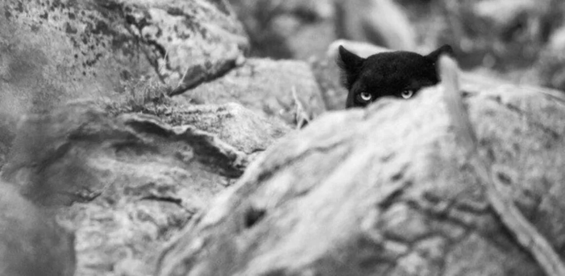 Laikipia_Giza_Mrembo5