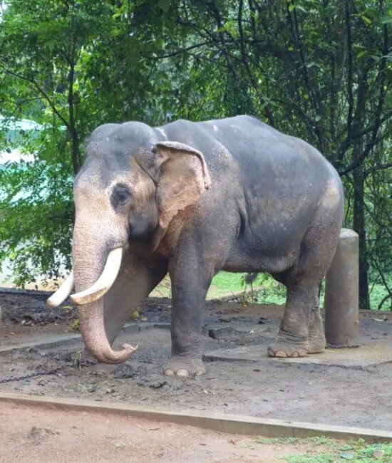 Abhayaranyam_Elephant Abhayaranyam_Elephant
