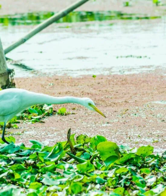 Cygnus_bird_in_Kumarakom_Bird _Sanctuary Cygnus_bird_in_Kumarakom_Bird _Sanctuary