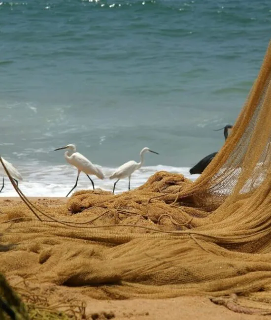 Fishing_net_Kovalam Fishing_net_Kovalam