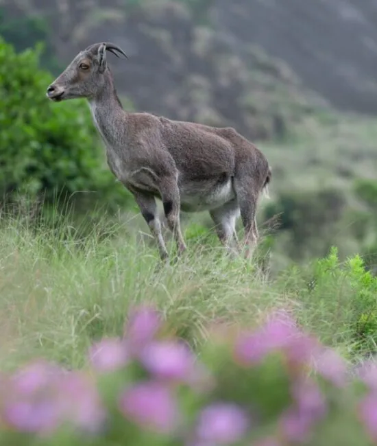 Mountain_goat_at_Eravikulam_National_Park Mountain_goat_at_Eravikulam_National_Park