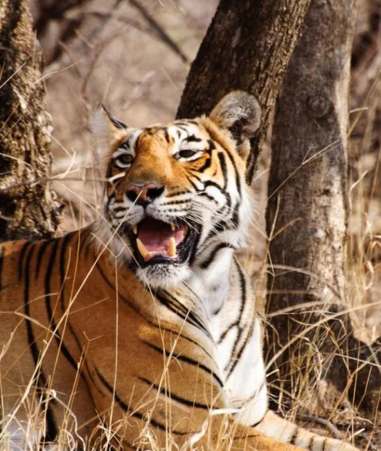 Ranthambore_tiger_reserve_forest_Thekkady Ranthambore_tiger_reserve_forest_Thekkady