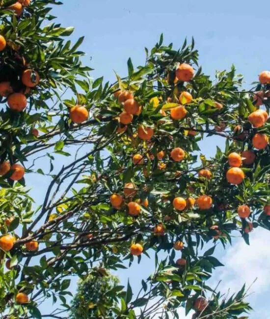 Rimbi Orange garden Pelling Rimbi Orange garden Pelling