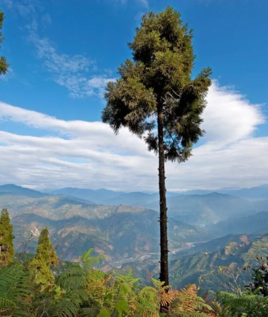 Solitary_tree_Kalimpong_West_Bengal_India Solitary_tree_Kalimpong_West_Bengal_India